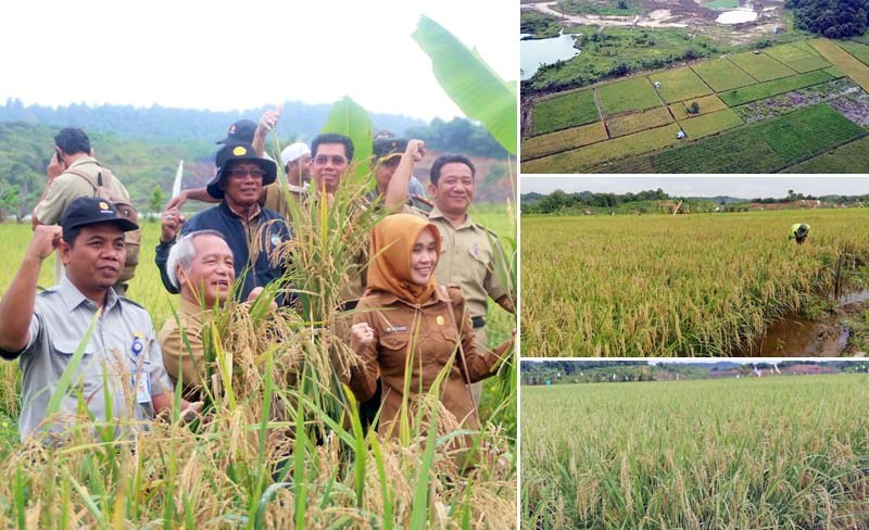 BPTP Kaltim Ubah Bekas Kawasan Tambang Loa Bahu jadi Lahan Pertanian